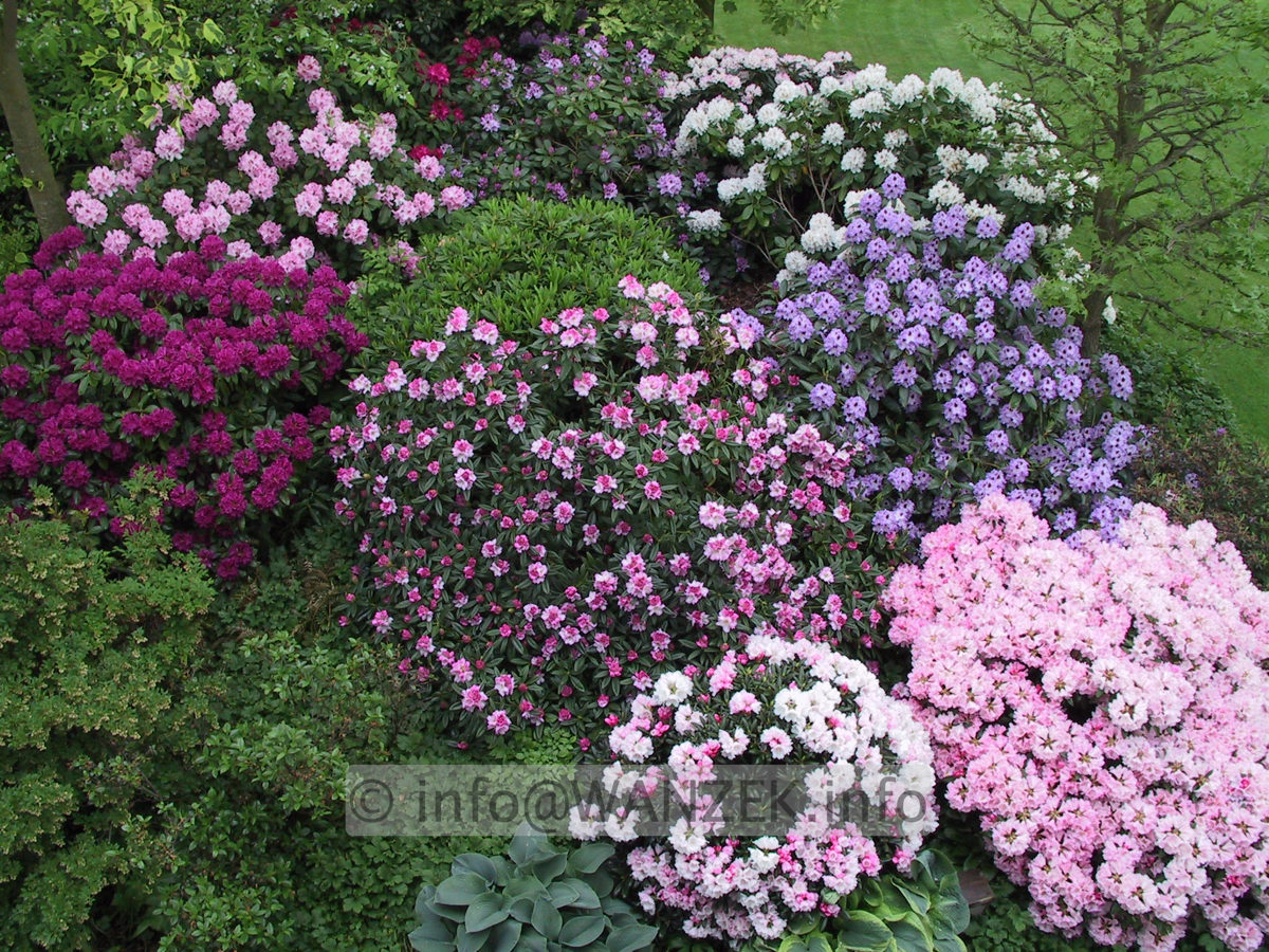 Rhododendron Hybriden in Sorten 02.JPG